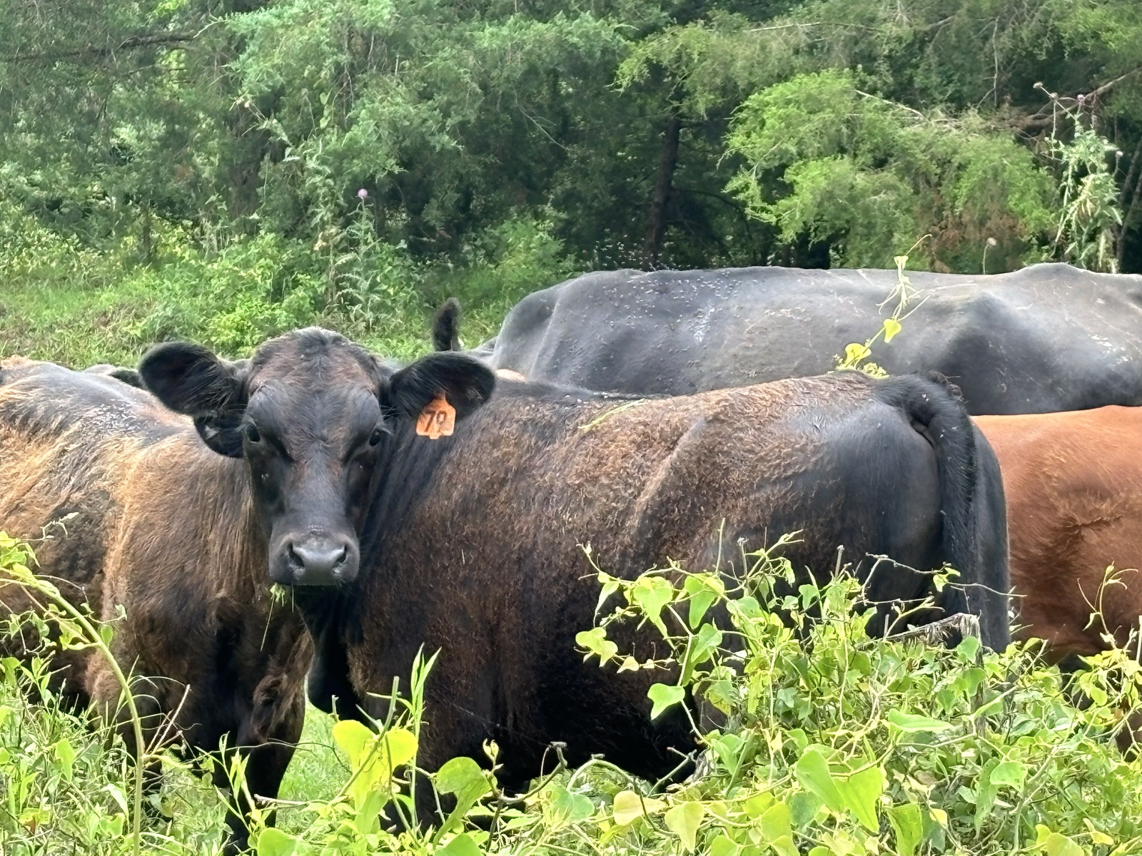 Livestock standing in overgrown pasture